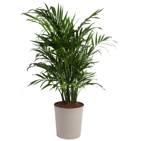 Costa Farms Cat Palm Tree in Planter & Reviews Perigold